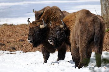 Tiergehege im Nationalpark Bayerischer Wald